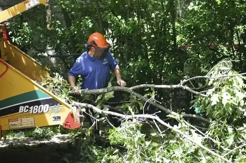 tree services Delhi Hills